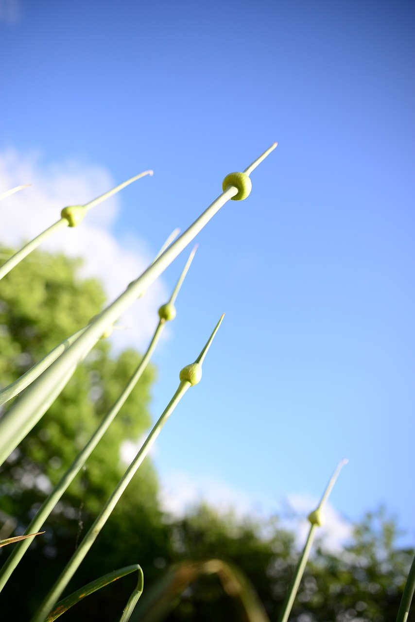 夏日最新动态揭秘，新季节面貌与活力之源探索